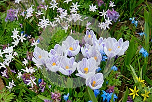 Violet crocus flowers field