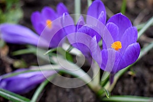 Violet crocus flowers on flower bed