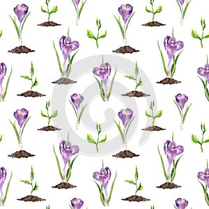 Violet crocus flowers, green spring sprouts. Seamless pattern. Watercolor