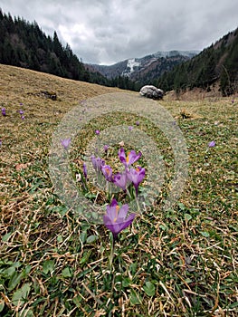 Violet crocus flowers in the mountains