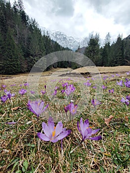 Violet crocus flowers in the mountains