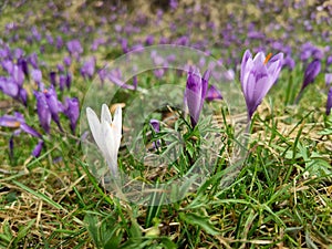 Violet crocus flowers in the mountains