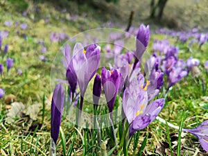 Violet crocus flowers in the mountains