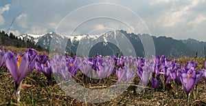 Violet crocus flowers - mountains landscape