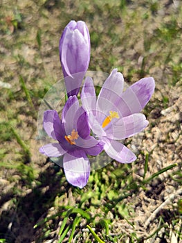 Violet crocus flowers - mountains landscape