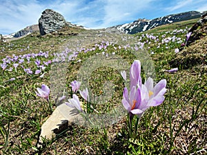 Violet crocus flowers - mountains landscape