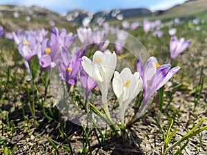 Violet crocus flowers - mountains landscape