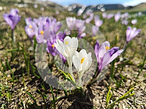 Violet crocus flowers - mountains landscape