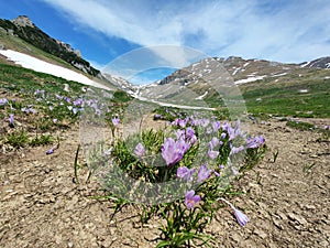 Violet crocus flowers - mountains landscape