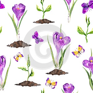 Violet crocus flowers, spring sprouts, butterflies. Seamless pattern. Watercolor