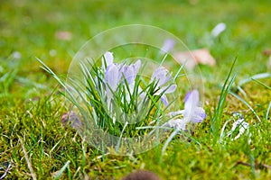 Violet crocus on a green meadow