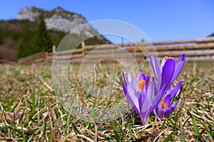 Violet crocus in meadow