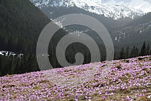 Violet crocus in mountain