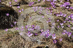 Violet crocus in mountain