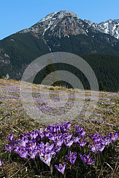 Violet crocus in mountain