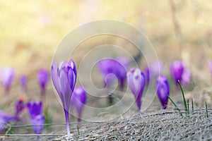 Violet crocus sativus in spring