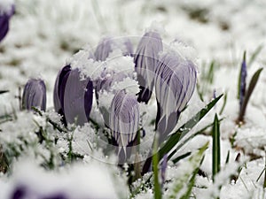 Violet crocus with snow