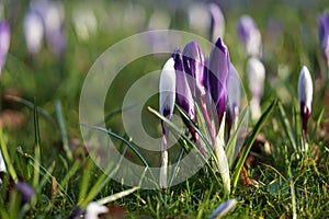 Violet crocus spring flower