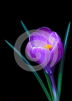 Violet Crocus spring flower