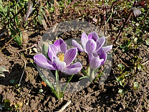 violet crocus at spring - flowers in bloom