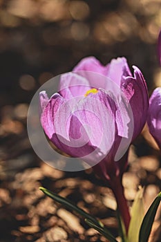 Crocus tommasinianus `Ruby Giant`