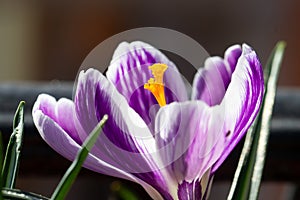 Violet Crocus vernus flower in natural light