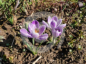 violet crocuses with bee - flowers in bloom