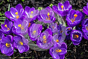 Violet crocuses bloom in spring in garden. Purple crocuses with yellow pistils attract the first bumblebees and bees.
