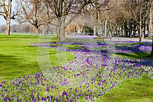 Violet crocuses blooming in Park Hofgarten, Dusseldorf, Germany