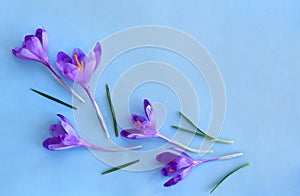 Violet crocuses on a blue paper background with space for text. Top view, flat lay. Spring flowers