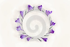 Violet crocuses with circle white paper card note with space for text on a white background. Top view, flat lay. Spring flowers