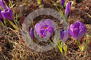 Violet crocuses - Crocus vernus -  in a meadow