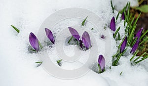 Violet crocuses in early spring garden. Flowering crocus Ruby Giant covered with white fluffy snow. Soft focus of spring nature