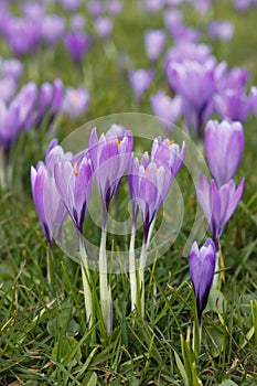 Violet crocuses in the parc in springtime