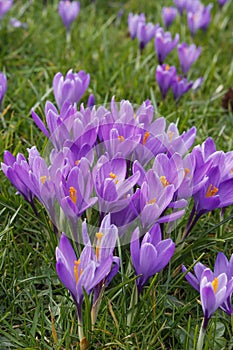 Violet crocuses in the parc in springtime