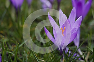 Violet crocuses in the parc in springtime