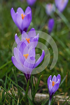 Violet crocuses in the parc in springtime