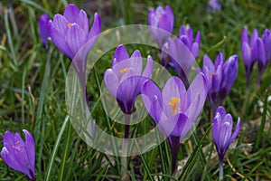 Violet crocuses in the parc in springtime
