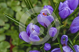 Violet crocuses in the parc springtime