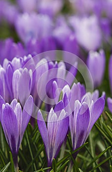 Violet crocuses in the parc springtime