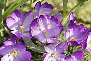 Violet crocuses in the parc in springtime