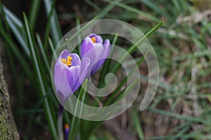 Violet crocuses in the parc in springtime