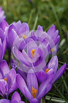 Violet crocuses in the parc in springtime