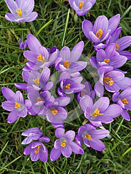 Violet crocuses in the parc in springtime