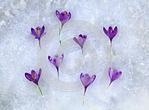 Violet crocuses on a snow background. Spring first flowers. Top view, flat lay