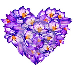 Violet Crocuses Watercolor Heart. Wedding Concept Illustration