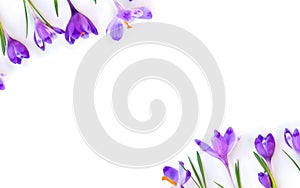 Violet crocuses on a white background with space for text. Spring flowers. Top view, flat lay