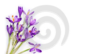 Violet crocuses on a white background with space for text. Spring flowers. Top view, flat lay
