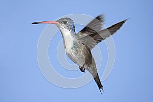 Violet-crowned Hummingbird (Amazilia violiceps)