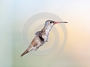 Violet Crowned Hummingbird Male.